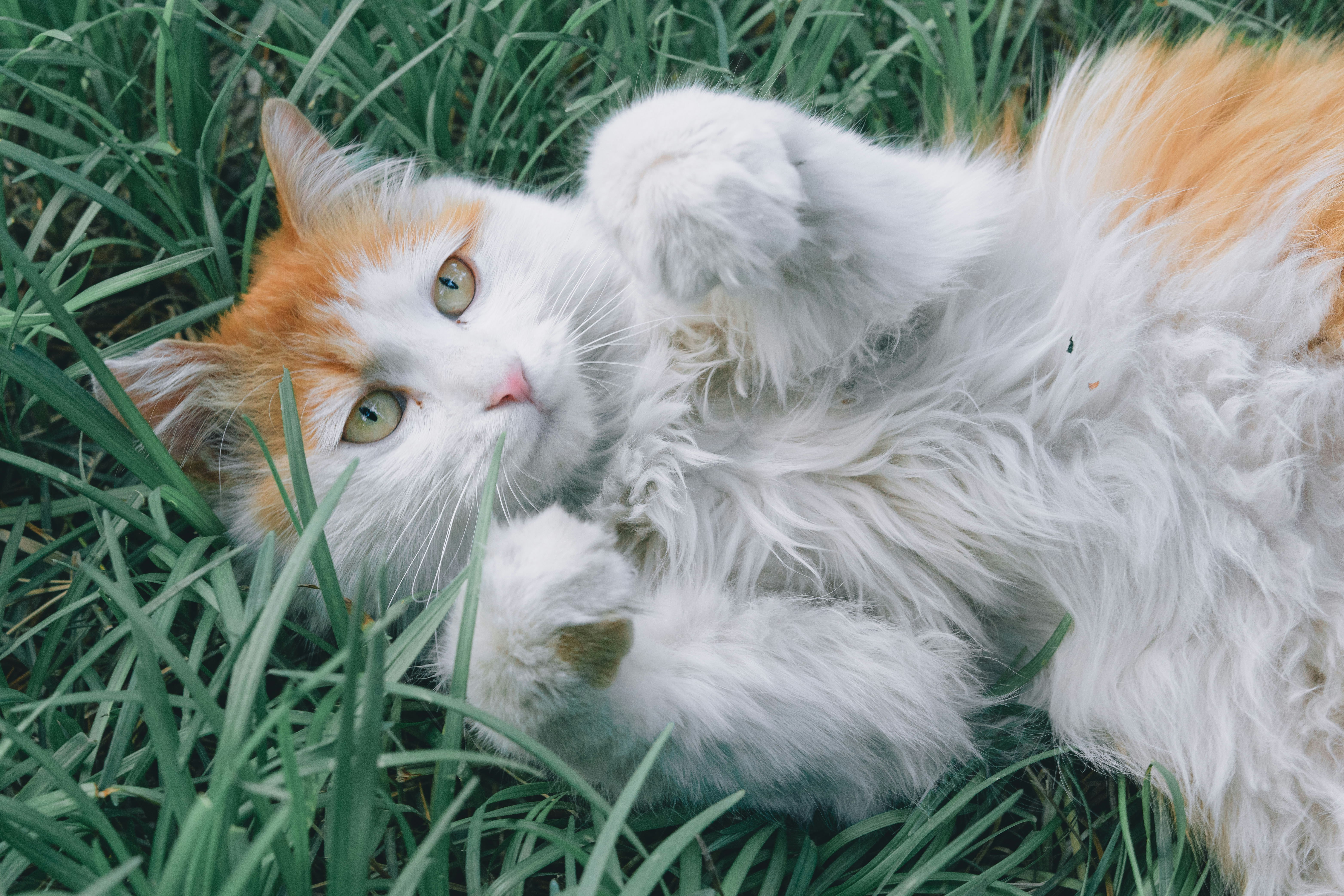 white and orange cat lying on green grass